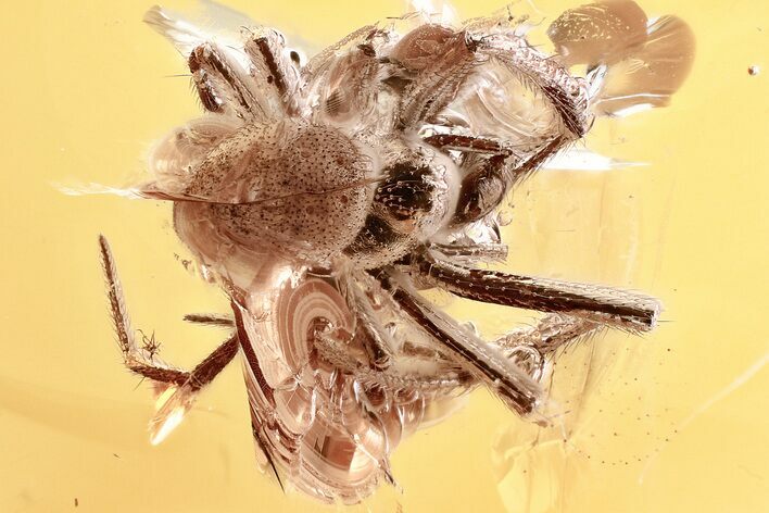 Detailed Fossil Spider (Araneae) In Baltic Amber #367338